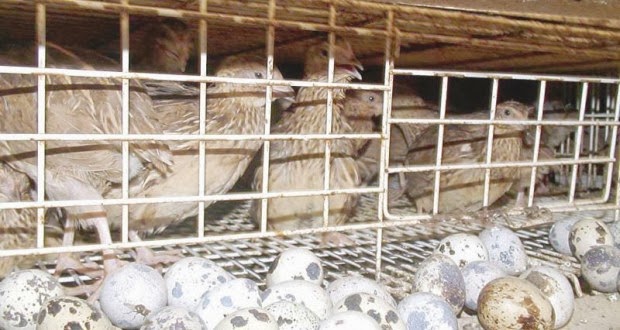 Poultry farming business plan in pakistan